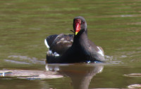 Moorhen